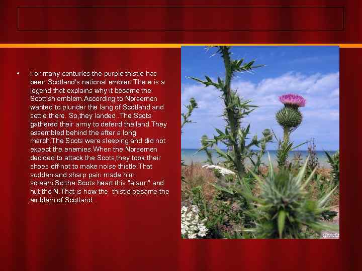  • For many centurles the purple thistle has been Scotland's national emblen. There