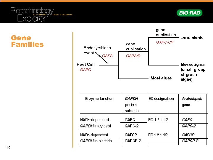 Gene Families gene duplication Endosymbiotic event GAPA gene duplication GAPC/CP GAPA/B Host Cell GAPC