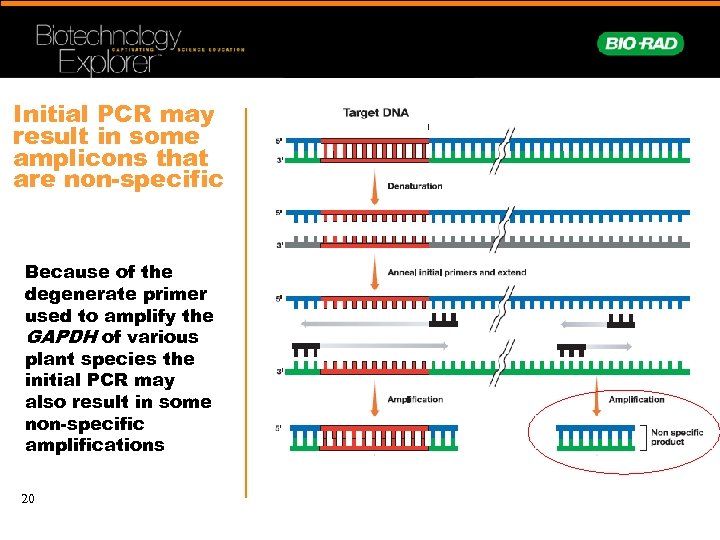 Initial PCR may result in some amplicons that are non-specific Because of the degenerate