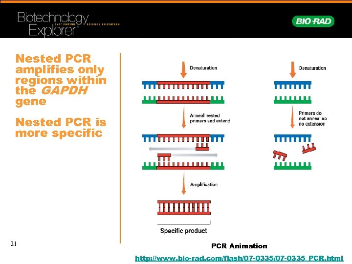 Nested PCR amplifies only regions within the GAPDH gene Nested PCR is more specific