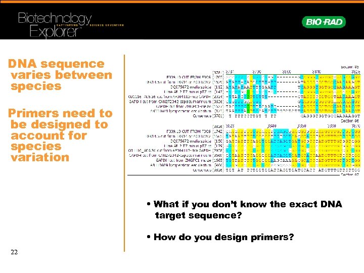 DNA sequence varies between species Primers need to be designed to account for species