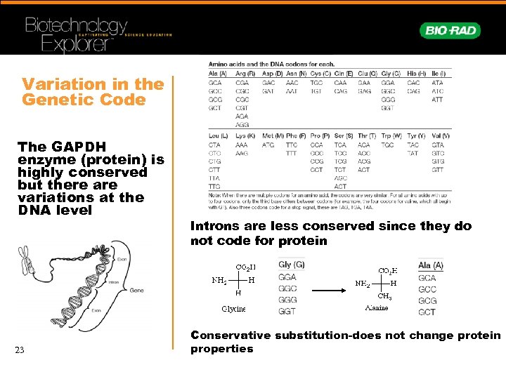 Variation in the Genetic Code The GAPDH enzyme (protein) is highly conserved but there