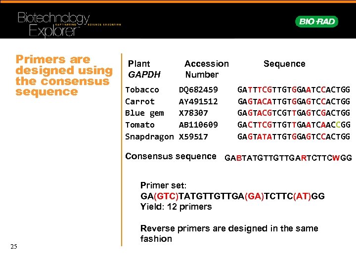 Primers are designed using the consensus sequence Plant GAPDH Tobacco Carrot Blue gem Tomato