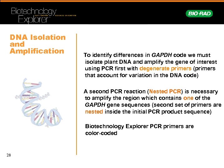 DNA Isolation and Amplification To identify differences in GAPDH code we must isolate plant