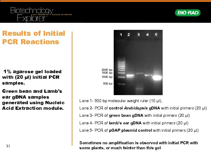 Results of Initial PCR Reactions 1% agarose gel loaded with (20 µl) initial PCR