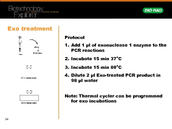 Exo treatment Protocol 1. Add 1 µl of exonuclease 1 enzyme to the PCR