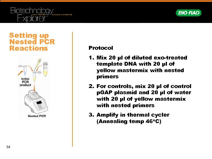 Setting up Nested PCR Reactions Protocol 1. Mix 20 µl of diluted exo-treated template