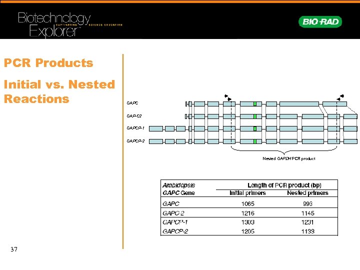 PCR Products Initial vs. Nested Reactions GAPC GAP-C 2 GAPCP-1 GAPCP-2 Nested GAPDH PCR