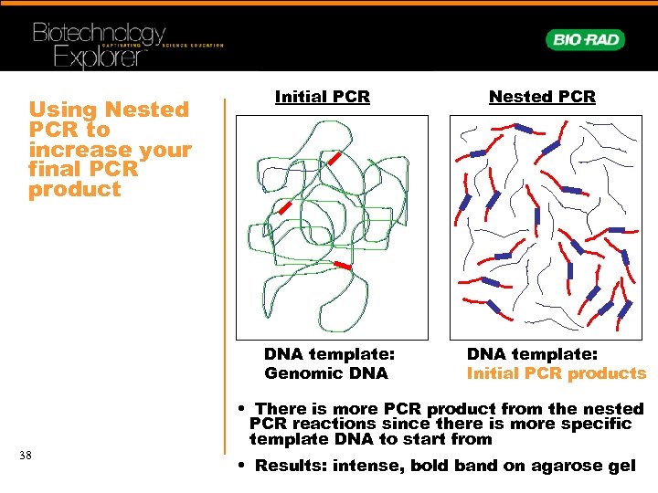 Using Nested PCR to increase your final PCR product Initial PCR DNA template: Genomic