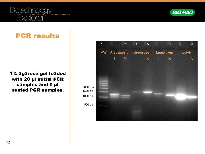 PCR results 1 MW 2 Arabidopsis I 1% agarose gel loaded with 20 µl