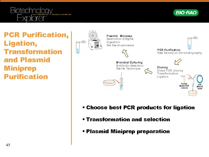 PCR Purification, Ligation, Transformation and Plasmid Miniprep Purification Plasmid Miniprep Restriction Enzyme Digestion Gel