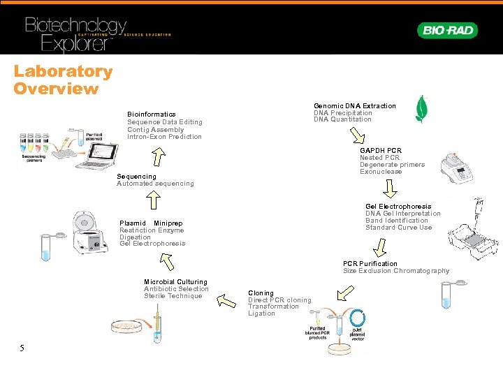 Laboratory Overview Genomic DNA Extraction DNA Precipitation DNA Quantitation Bioinformatics Sequence Data Editing Contig