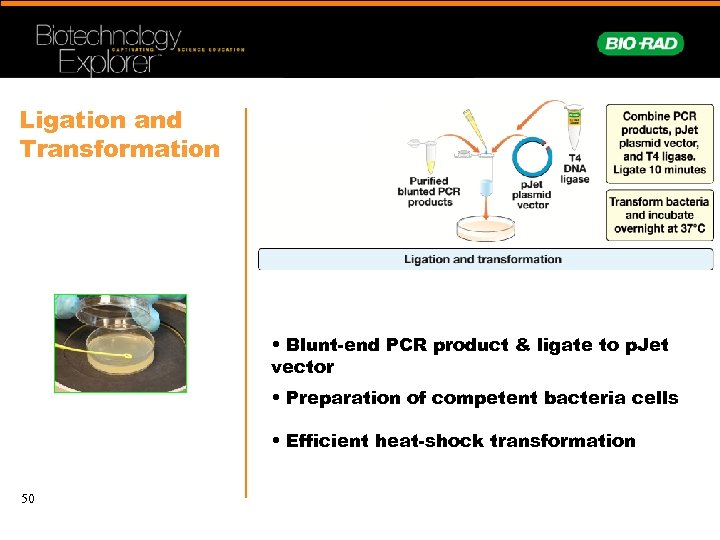 Ligation and Transformation • Blunt-end PCR product & ligate to p. Jet vector •