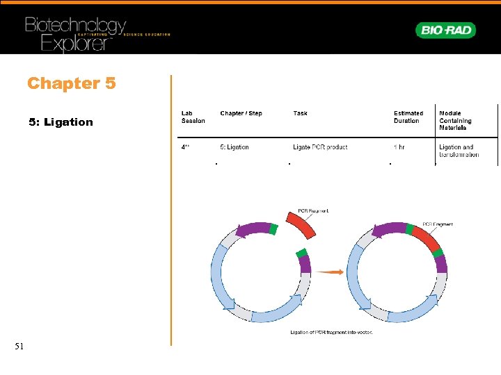 Chapter 5 5: Ligation 51 
