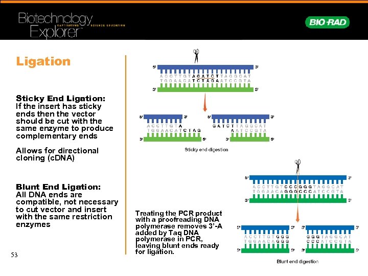 Ligation Sticky End Ligation: If the insert has sticky ends then the vector should