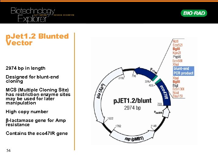 p. Jet 1. 2 Blunted Vector 2974 bp in length Designed for blunt-end cloning