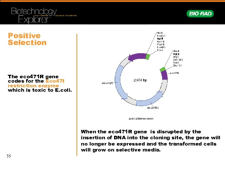 Positive Selection The eco 471 R gene codes for the Eco 47 I restriction