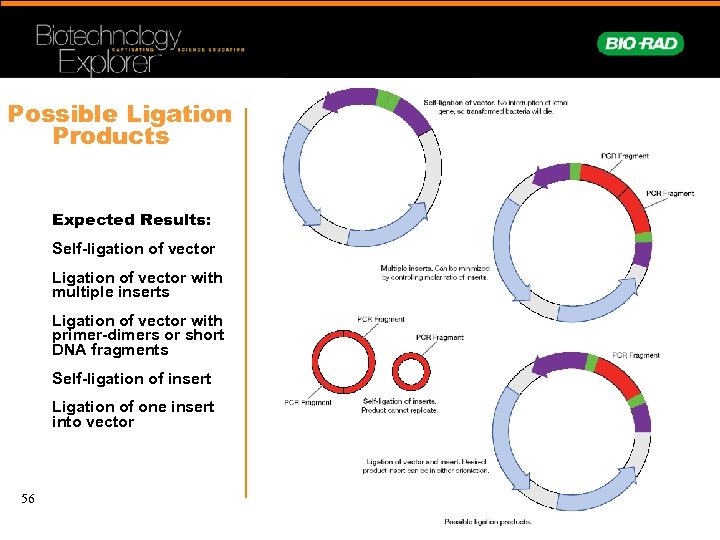 Possible Ligation Products Expected Results: Self-ligation of vector Ligation of vector with multiple inserts