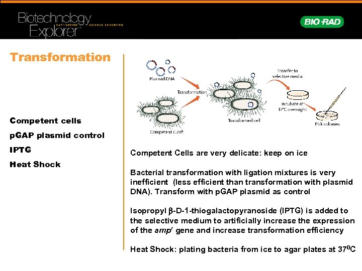 Transformation Competent cells p. GAP plasmid control IPTG Heat Shock Competent Cells are very