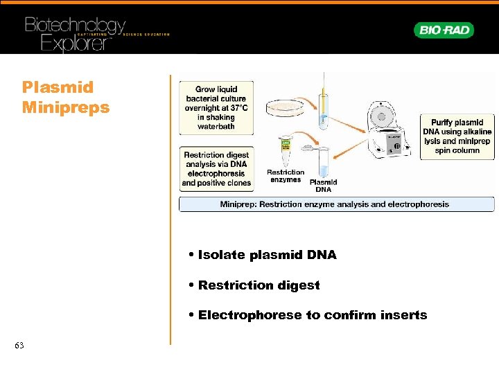 Plasmid Minipreps • Isolate plasmid DNA • Restriction digest • Electrophorese to confirm inserts