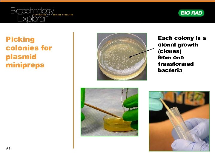 Picking colonies for plasmid minipreps 65 Each colony is a clonal growth (clones) from