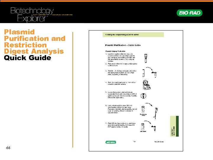 Plasmid Purification and Restriction Digest Analysis Quick Guide 66 