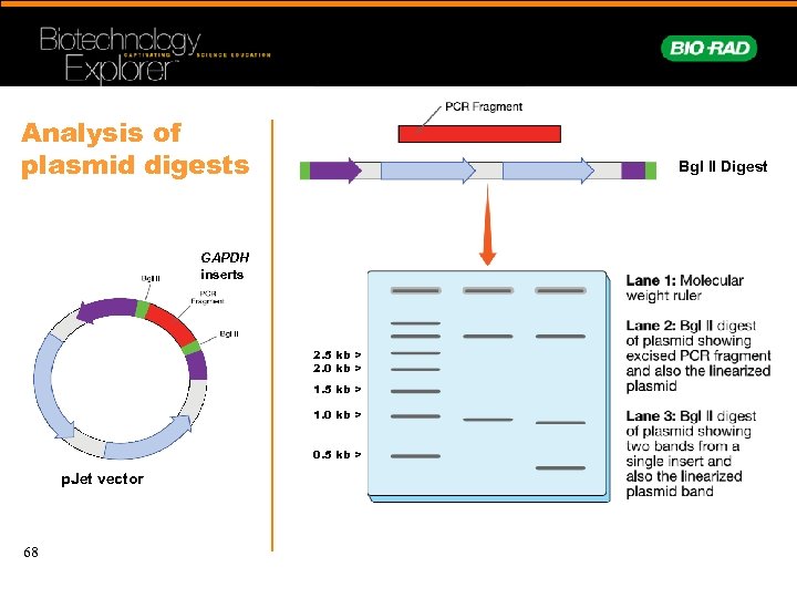 Analysis of plasmid digests Bgl II Digest GAPDH inserts 2. 5 kb > 2.