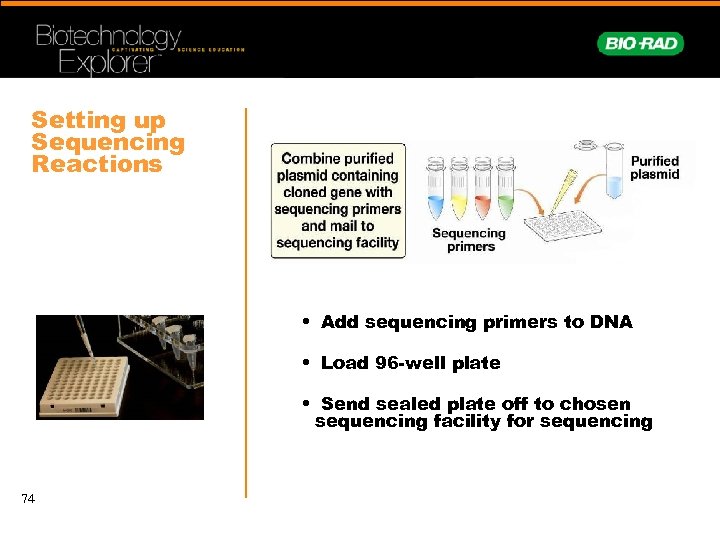 Setting up Sequencing Reactions • Add sequencing primers to DNA • Load 96 -well