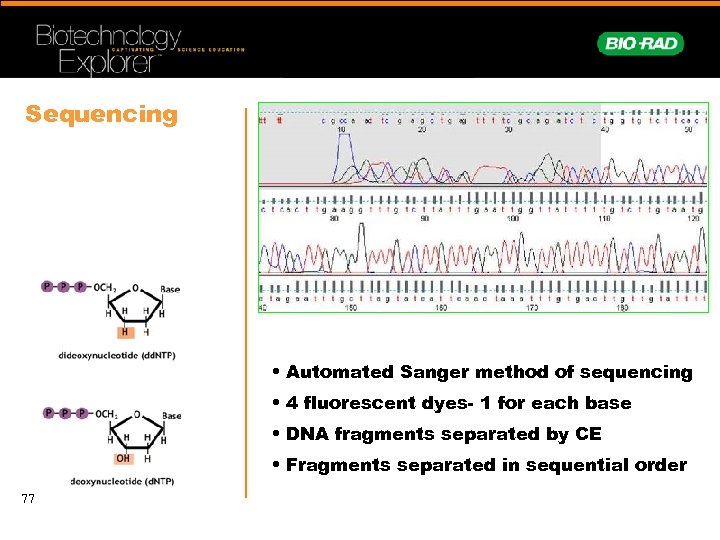 Sequencing • Automated Sanger method of sequencing • 4 fluorescent dyes- 1 for each