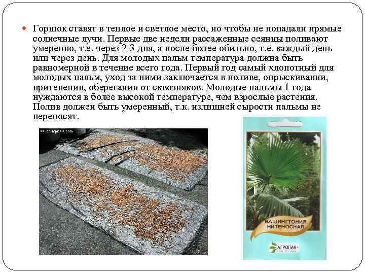  Горшок ставят в теплое и светлое место, но чтобы не попадали прямые солнечные