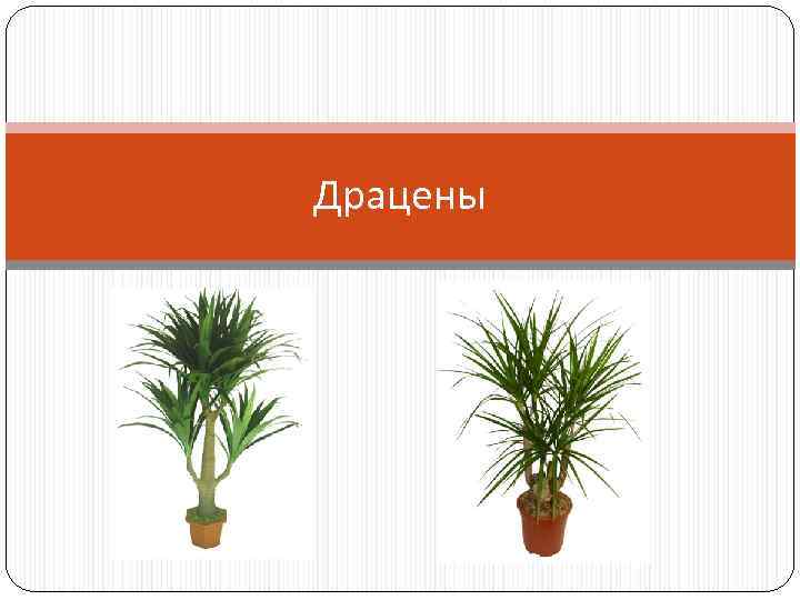 Драцены 