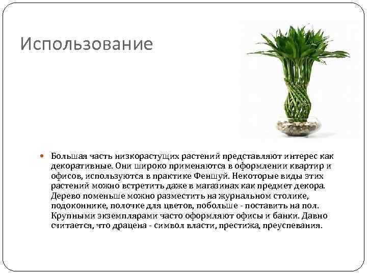 Использование Большая часть низкорастущих растений представляют интерес как декоративные. Они широко применяются в оформлении