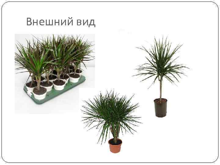 Внешний вид 