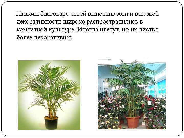  Пальмы благодаря своей выносливости и высокой декоративности широко распространились в комнатной культуре. Иногда