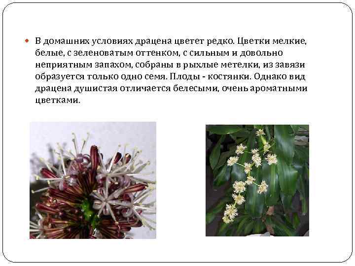  В домашних условиях драцена цветет редко. Цветки мелкие, белые, с зеленоватым оттенком, с