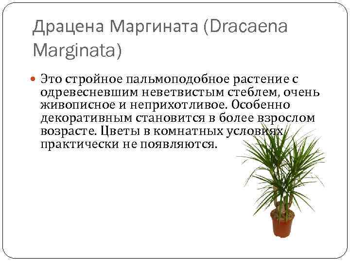 Драцена Маргината (Dracaena Marginata) Это стройное пальмоподобное растение с одревесневшим неветвистым стеблем, очень живописное