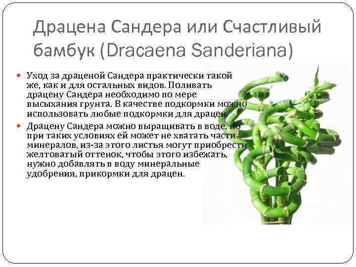 Драцена Сандера или Счастливый бамбук (Dracaena Sanderiana) Уход за драценой Сандера практически такой же,