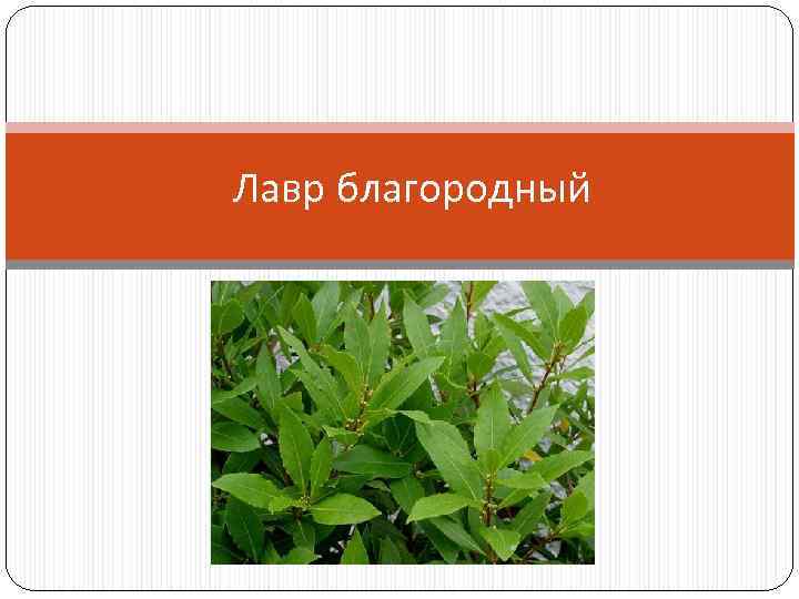 Лавр благородный 