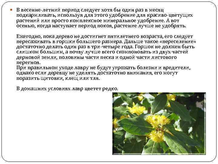  В весенне-летний период следует хотя бы один раз в месяц подкармливать, используя для