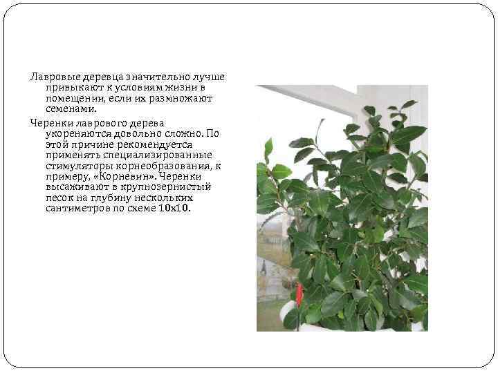 Лавровые деревца значительно лучше привыкают к условиям жизни в помещении, если их размножают семенами.