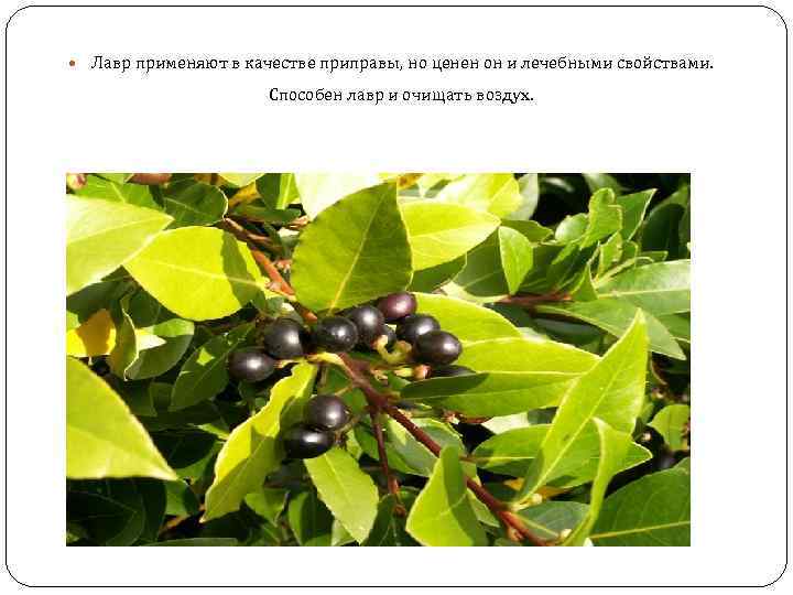  Лавр применяют в качестве приправы, но ценен он и лечебными свойствами. Способен лавр