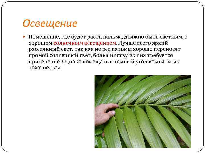 Освещение Помещение, где будет расти пальма, должно быть светлым, с хорошим солнечным освещением. Лучше