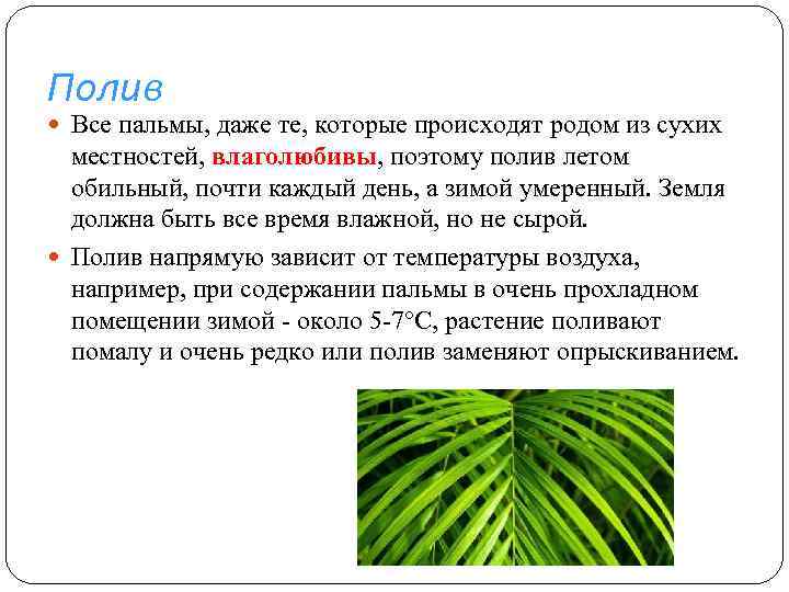 Полив Все пальмы, даже те, которые происходят родом из сухих местностей, влаголюбивы, поэтому полив