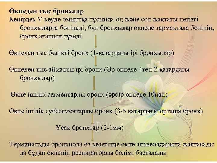 Өкпеден тыс бронхлар Кеңірдек V кеуде омыртқа тұсында оң және сол жақтағы негізгі бронхыларға