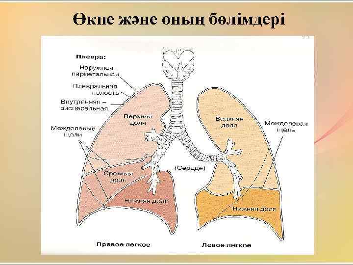 Өкпе және оның бөлімдері 