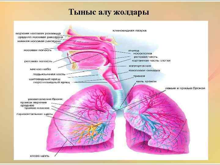 Тыныс алу жолдары 