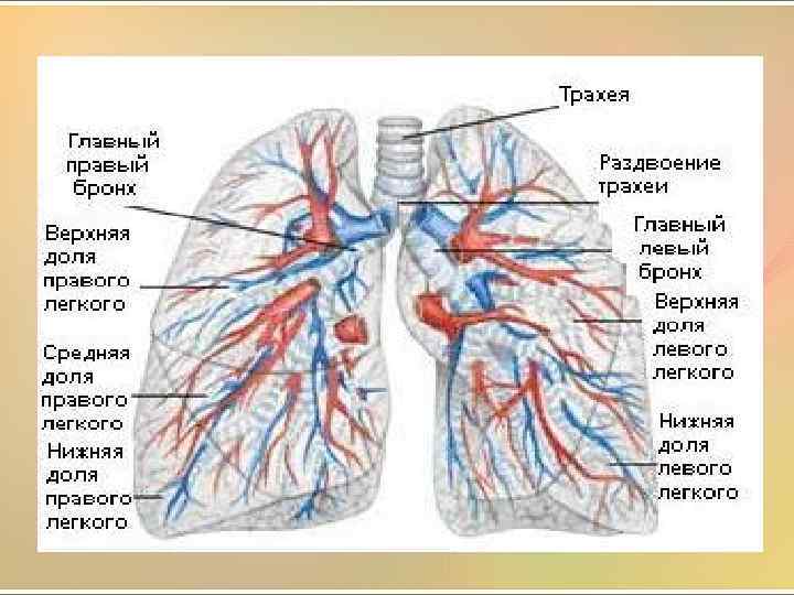 Строение бронхов и легких человека картинки