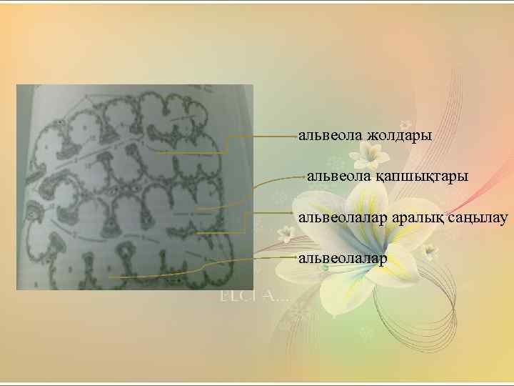 альвеола жолдары альвеола қапшықтары альвеолалар аралық саңылау альвеолалар 