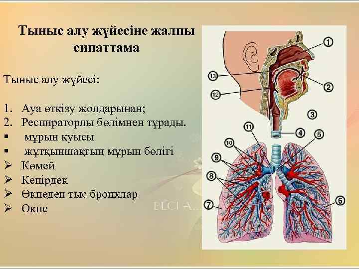 Тыныс алу жүйесі физиологиясы презентация