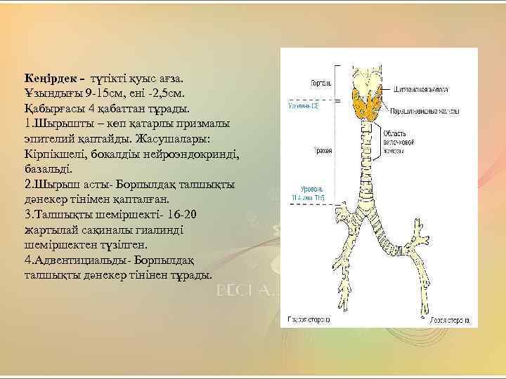 Кеңірдек - түтікті қуыс ағза. Ұзындығы 9 -15 см, ені -2, 5 см. Қабырғасы